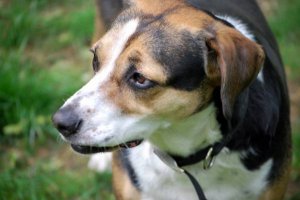 lucy lucy 600.jpg