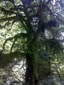 oldgrowth1.jpg