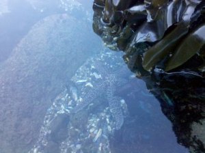 tidepoolstarfish1.jpg
