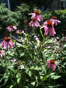 echinaceawith bees34.jpg