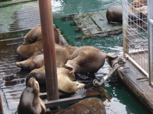newportsealions2.JPG