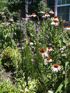 coneflower and purple liatris34.jpg