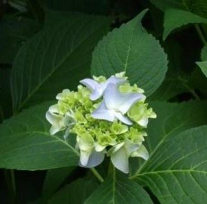 W-Bhydrangea.jpg