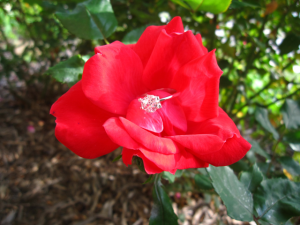 IMG_4452_rose.png