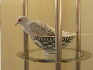 dove in cup.jpg