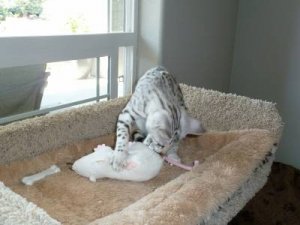 catnip rat 005.jpg
