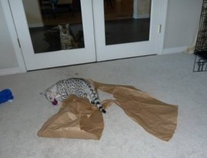 fun with paper 002.jpg