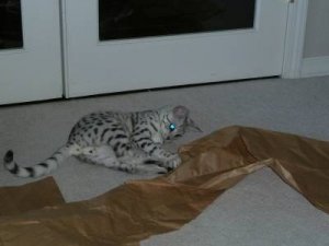 fun with paper 009.jpg