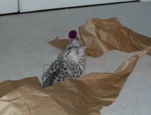 fun with paper 010.jpg