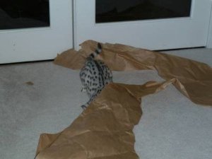 fun with paper 013.jpg