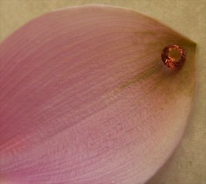 Pink tourm33.JPG