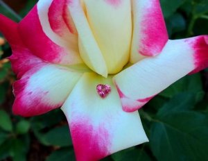1flowerstoneksps1.JPG 1flowerstoneksps1.JPG