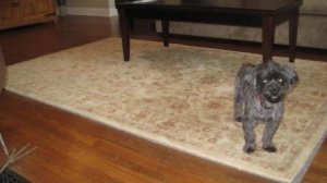 Living room rug w Chester saying hi.JPG