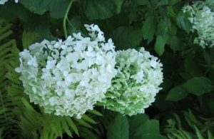 hydrangea_annabelle_a20100719_40.jpg