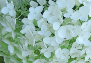 hydrangea_annabelle20100719_40.jpg
