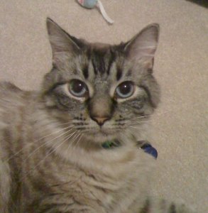 baby blues.jpg