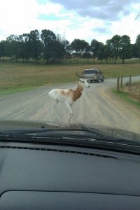 Antelope.jpg