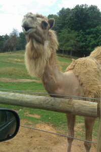 Camel1.jpg