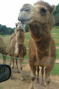 Camel2.jpg