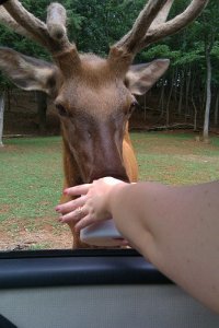 Elk2.jpg