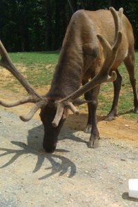 Elk4.jpg