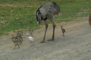 Emu&Babies.jpg