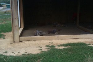 Kangaroos.jpg