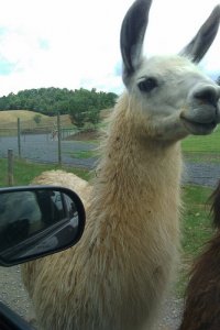 Llama1.jpg
