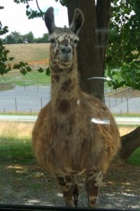 LlamaSpots.jpg