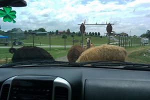 LlamaTrafficJam.jpg