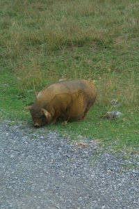 PotbelliedPig1.jpg