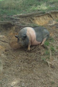PotbelliedPig2.jpg