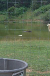 WaterBuffaloInWater.jpg