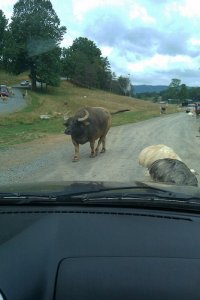 WaterBuffalo&Emus.jpg