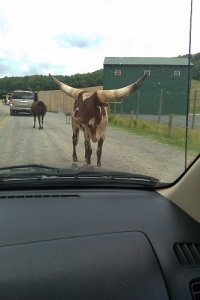 Watusi2.jpg