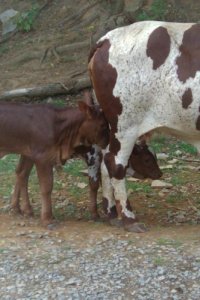 WatusiBabies.jpg