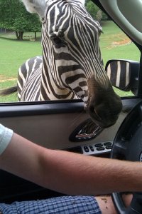 Zebra4.jpg