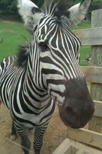 Zebra3.jpg
