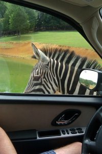 Zebra2.jpg