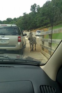 Zebra1.jpg