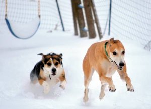 dogs in snow 12-20-09 res.jpg