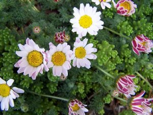 daintydaisy.JPG