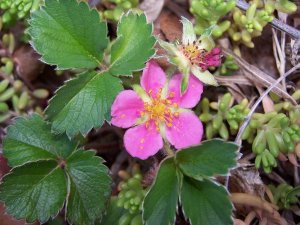 wildstrawberry.JPG