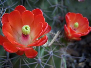 cactus1.JPG
