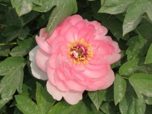 peony.jpg