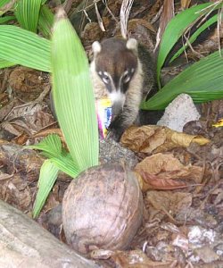 coati064.jpg