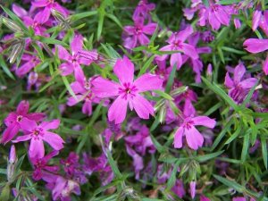 purplestars.JPG