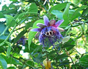 ExoticFlower.jpg