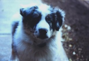 Fat Fluffy Puppy.jpg