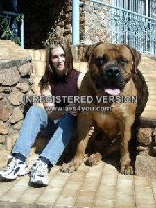DogForSaleCopyForPricescope.jpg
